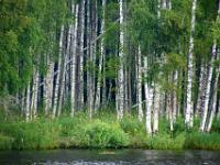 Dichter Birkenwald entlang dem Fluß Swir